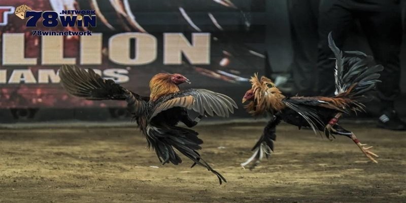 Các trận Đá gà C3 đang thu hút nhiều sự chú ý của người mê chiến kê