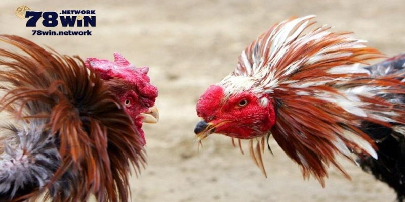 Đá gà trực tiếp cúp C1 quy tụ những chiến kê mạnh mẽ