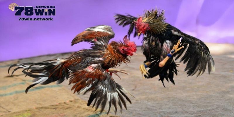 Người chơi cần hiểu về trực tiếp đá gà C1 hôm nay