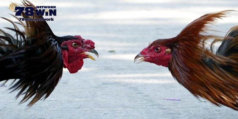 Bạn đã biết đá gà cựa sắt là gì chưa? Bạn đã biết đá gà cựa sắt là gì chưa?