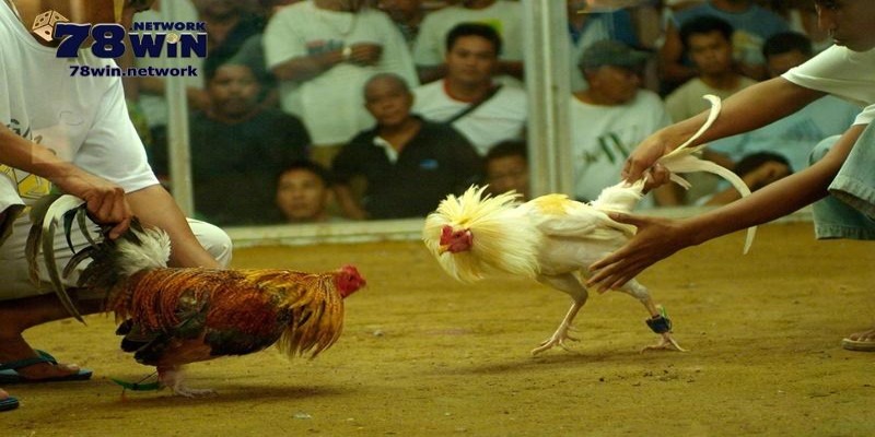 Gà tham gia thi đấu có thể được gắn cựa sắt hình tròn Gà tham gia thi đấu có thể được gắn cựa sắt hình tròn