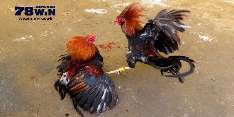 Nếu mới tìm hiểu, bạn phải nắm được quy trình diễn ra trận trực tiếp đá gà cựa dao