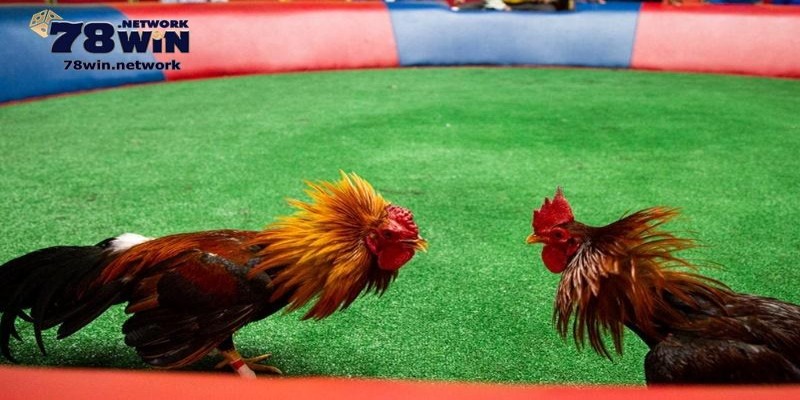 Thao tác xem trực tiếp đá gà cựa sắt rất đơn giản Thao tác xem trực tiếp đá gà cựa sắt rất đơn giản